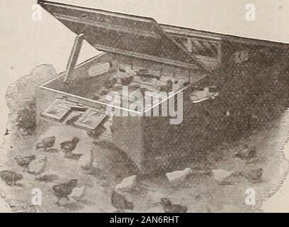 La Fattoria-pollame . ATOB CO.. Il bufalo, X. Y.-tre anni fa questa primavera mi bonsm di yourasrent. Il sig. Henrj Sieinmesch.di Si. Limis. a n. 1 incubatore e un styie un ouidi-o chioccia e haveused essi con successo da allora. Non avendo versato per memorizzare la ln-di sessanta cinque pulcini pebruary 4ih. e svolgono&lt;l loro in la chioccia. 14 febbraio ha cominciato a snow-in? Di notte, e in ihe mattina la brooiier era coperto con tre pollici di neve. Durante thel-"ih e il XVI un blizzard ragcl. ed egli la temperatura è stata ridotta a dieci gradi beiow zerr*. e weeasily kepi un temiM^rature tf ninen- gradi al di sotto del passaggio del mouse Foto Stock