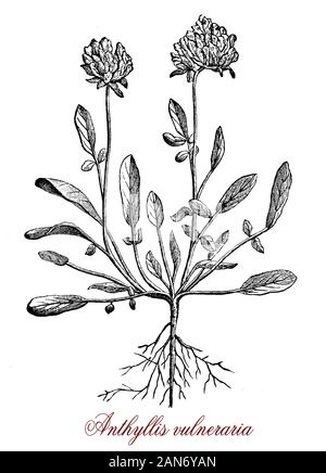 Anthyllis vulneraria o kidneyvetch comune pianta medicinale nativa per l'Europa, il nome significa ' avvolto guaritore' in latino.i fiori sono di forma sferica con petali gialli Foto Stock