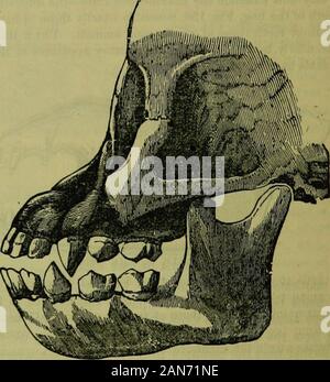 L'enciclopedia idropatici: un sistema di idropatia e igiene .. . • Abbattimento del cavallo.. Le ganasce e i denti di un OHANG-0TJTANG. Guai, hanno una rassomiglianza più vicini a quelli di animali carnivori thannave denti umani, che anzi dovrebbe mettere uomini, se possibile, anche s(t"un!""r distanza rispetto alla orang-outang dal carnivoro dovrebbe carattere dietetico dell'uomo. WJ Foto Stock