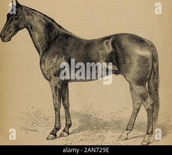 Allevatore e sportivo . SA1ST FKAXCISCO, sabato 22 luglio, 1882. Ho SUBSCRrPTIGir ( CINQUE DOLLAKS UN YSAfi. Notevoli i cavalli della California.. Nessuno che ha la minima conoscenza del greathorses di verrà il tempo in questione il diritto di Electioneer toa nicchia di spicco nel tempio di fama Hippie, se egli nonsi figura nell'elenco dei vincitori. Che egli è ancora più emi-nently hanno il diritto di essere classificata tra i cavalli notevole ofCalifornia, se non nati o allevati in questo stato, è undenia-BLE. Come molti dei più grandi nomi della razza umana, hisfame poggia su ciò che è stato compiuto in terra ofadop Foto Stock