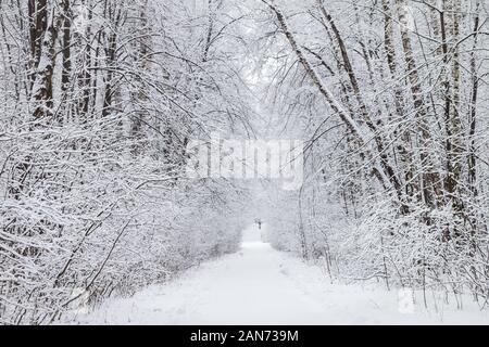 Mosca, Russia - 11 January, 2020: Alley con splendidi alberi coperti di neve fresca sui lati o il percorso, rami formano arco sopra la testa Foto Stock