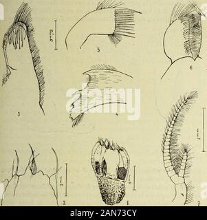 Bulletin du MuseÌum d'histoire Naturelle . ma conoscenza, de telles soies autour de lorifice de lamuraille. De forme triangulaire, le scutum (fig. 8) le bord antÃ©rieur ou occlu-seur presque rectiligne , avec des Soies chitineuses courtes et Ã©paisses, dÃ©ve-loppÃ©es surtout dans la rÃ©gion moyenne. Sur ce bord, comme sur le bordtergal, la calcificazione nest pas complÃ¨te; il y a une bande pí©riphÃ©riquequi demeure chitineuse et qui sÃ©largit fort dans la rÃ©gion du sommet. Calcaire Lapartie, sur le bord tergal, montre une encoche profonde oÃ¹ vientse loger la saillie correspondante du te Foto Stock