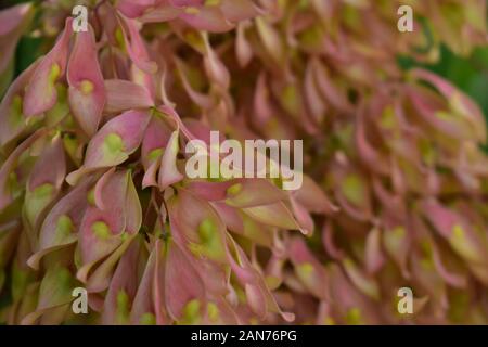 Ailanthus altissima fogliame closeup rosato di Haifa in Israele Foto Stock