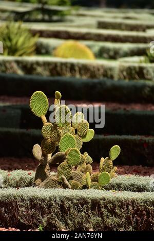 L' Opuntia microdasys da una distanza di Haifa Israele in estate Foto Stock
