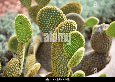 L' Opuntia microdasys closeup in Haifa Israel in estate Foto Stock