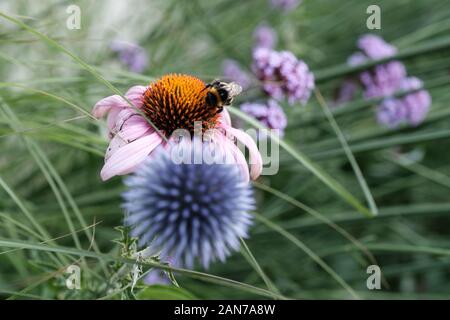 Malvern, Worcestershire, Echinacea, Fiori rosa, Centro d'Oro, Giardino, Orticoltura, Echinacea Purpurea, Bumble Bee, Bee Burrowing. Foto Stock