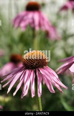 Malvern, Worcestershire, Echinacea, Fiori rosa, Centro d'Oro, Giardino, Orticoltura, Echinacea Purpurea, Bumble Bee, Bee Burrowing. Foto Stock