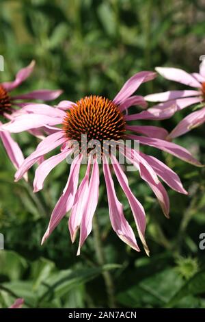 Malvern, Worcestershire, Echinacea, Fiori rosa, Centro d'Oro, Giardino, Orticoltura, Echinacea Purpurea, Bumble Bee, Bee Burrowing. Foto Stock