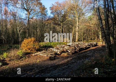 Pile di log come parte della gestione forestale e apertura di nuovi percorsi a Thorndon Park a Brentwood in Essex. Foto Stock