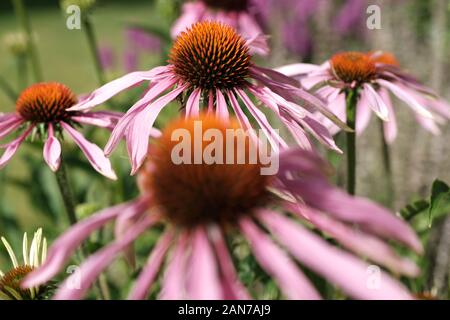 Malvern, Worcestershire, Echinacea, Fiori rosa, Centro d'Oro, Giardino, Orticoltura, Echinacea Purpurea, Bumble Bee, Bee Burrowing. Foto Stock