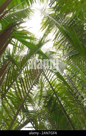 Un lussureggiante Palm tree lascia la tettoia nella giungla. Basso angolo di visione. Foto Stock