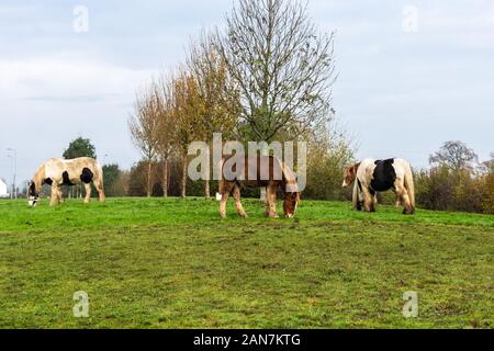 4 Irish cob/gitana Vanner cavalli al pascolo su un orlo in inverno Foto Stock