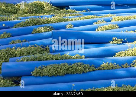 Tubazioni di acqua giacente su un campo di trifoglio. Immagine di stock Foto Stock