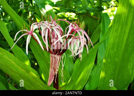 Crinum asiaticum, comunemente noto come lampadina di veleno Foto Stock