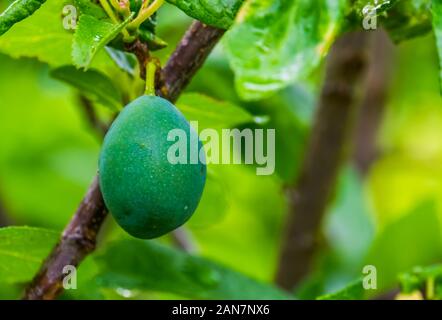 Primo piano di un verde acerbo prugna, prunus un popolare a frutto di specie vegetali provenienti da Europa e Asia, giardinaggio e agricoltura sfondo Foto Stock