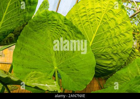 Primo piano di foglie grandi di un gigante di taro, piante tropicali specie vegetali provenienti da Australia Foto Stock