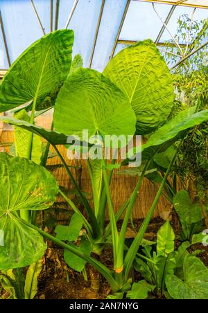 Taro Gigante impianto in un giardino tropicale, popolare specie in orticoltura Foto Stock