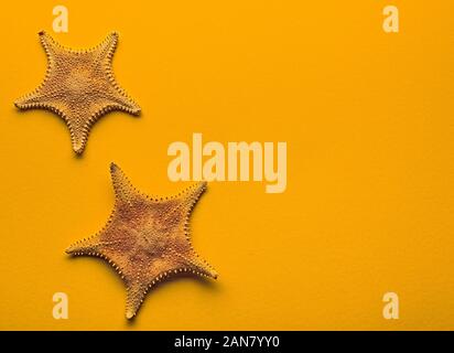 Starfish su sfondo giallo. Vista da sopra Foto Stock