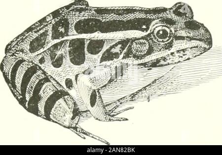 Le tartarughe e serpenti, rane e altri rettili e anfibi della Nuova Inghilterra e nord . 6. Rana maculato. Rana nreolata. Lunghezza, tre pollici; marrone, con luce-refilato grandi macchie nere, grande dietro; la testa, piatta e larga. Westernand Meridionale. 7. Rana settentrionale. Rana septentrionalis. Lunghezza, due-e-un-metà pollici; marrone, con leggera vermiculations; nessuna banda nera dal naso a braccio; paleunderneath.. Foto Stock