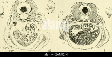 Il giornale di zoologia sperimentale . p cor r .531 piastra 2 SPIEGAZIONE DELLE FIGURE Fig. 12 una sezione attraverso la zona di spalla di singoli Ext. Gr. C. 19leggermente posteriore a quella mostrata in figura 11, mostrante l'assenza dell'glenoidcavity e la zona ventrale della cintura (confrontare con la fig. 7). Fig. 13 una sezione attraverso la zona di spalla di singoli Ext. Gr. C. 25,che mostra lo sviluppo del suprascapula dopo i primi rudimenti di tutti otherparts del corpino è stato rimosso (a-e x 3-8, testo fig. 1). Fig. 14 una sezione di singoli S. B. 2, mostra la presenza di un solo veryfragmen Foto Stock