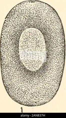 Un manuale di fisiologia umana, compresa l'istologia e anatomia microscopica, con particolare riferimento ai requisiti di medicina pratica . Foto Stock