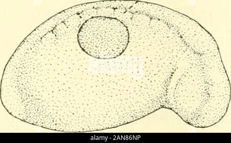 Il giornale di zoologia sperimentale . 2 3 la fig. 2 disegno della fotocamera di un embrione (E. Tr. Ext. 12) nella fase di highmedullary pieghe. La pesantemente area punteggiata rappresenta un pezzo circolare di ecto-derm presi da un embrione preventivamente colorate in una soluzione di blu Nilo sul-phate. Questa occupa la ferita risultante dall'asportazione del limbmesoderm. X 10. Fig. 3 disegno della fotocamera dello stesso embrione (E. Tr. Ext. 12) mostrato nella figura2 trenta ore più tardi, che mostra la posizione di cui è stato inserito il disco colorato di ectodermwith riferimento ai somiti. X 10. Il pezzo circolare di trapiantati ectoderm blu, Foto Stock