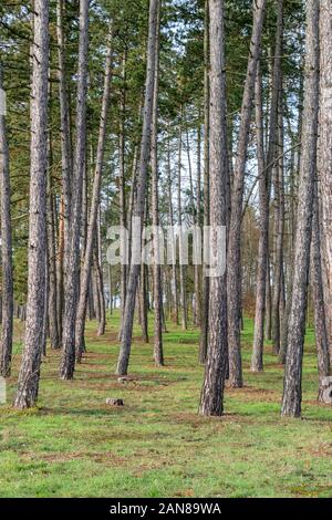 Fiaba la foresta di abeti Foto Stock