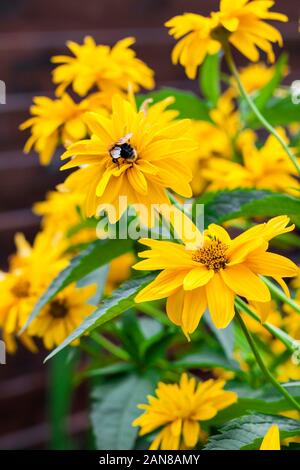 Fiori Heliopsis closeup sulla staccionata in legno sfondo, con bee seduti su uno dei fiori Foto Stock