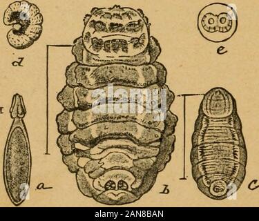 Un preliminare introduzione allo studio della entomologyTogether con un capitolo sui mezzi di ricorso, o i metodi che possono essere utilizzati nella lotta contro gli insetti dannosi; l'insetto nemici del melo e i suoi frutti e gli insetti nemici di grani piccoli . Fig. 209.-A7s"rus ovis: pecore Bot.-[dopo Riley.] Fia. 210.-Hypoderma llneatva.-[dopo Packard.]. Foto Stock