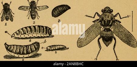 Un preliminare introduzione allo studio della entomologyTogether con un capitolo sui mezzi di ricorso, o i metodi che possono essere utilizzati nella lotta contro gli insetti dannosi; l'insetto nemici del melo e i suoi frutti e gli insetti nemici di grani piccoli . Fig. 209.-A7s"rus ovis: pecore Bot.-[dopo Riley.] Fia. 210.-Hypoderma llneatva.-[dopo Packard.] Foto Stock