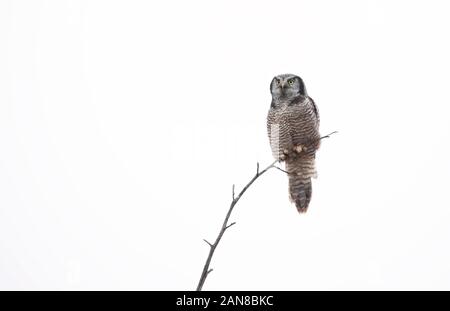 Northern Hawk-Owl (Surnia ulula) arroccato in un albero di caccia in inverno in Canada Foto Stock