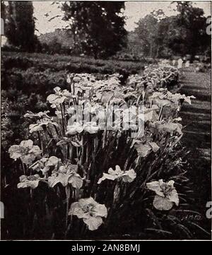 P.JBerckmans Co . ry. Riescono a almostany terreno. Migliori tipi, 15 cts. ciascuno, si.25 per 10. HEMEROCALLIS (giallo giglio di giorno). Questo popularplant si adatta alle svariate condizioni di clima, soiland esposizione. Essi daranno risultati migliori in una ricca,parzialmente ombreggiati situazione, ma fare quasi equallywell quando esposti alla piena luce del sole. Diverse varietà, 15 cts. ciascuno, $1.25 per 10. HIBISCUS (Malva). Malva Meehans meraviglie. Alti, Hardy piante, con molto grandi e showyflowers. Prosperano in qualsiasi buon giardino ricco soiland in piena luce solare. In tutta la summerthey producono grandi, singolo flo Foto Stock