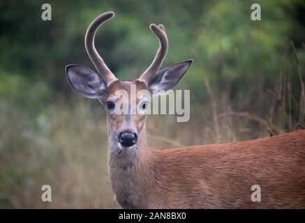 White-tailed deer buck nella luce del mattino con corna di velluto in estate in Canada Foto Stock