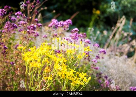 Fiori Selvatici closeup su sfocato estate sfondo della foresta Foto Stock