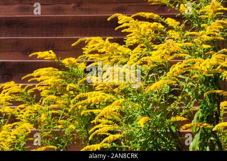 Blooming oro canadese (Solidago canadensis) su marrone staccionata in legno sfondo Foto Stock