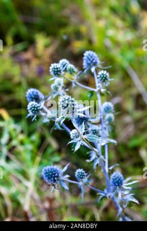 Primo piano della Eryngium planum (blu eryngo, mare piatto holly) fiore cresce su prato selvatico. Eryngium utilizzati come medicinali e erbe culinarie Foto Stock