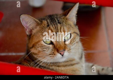 In prossimità dei bellissimi tabby cat riposo sotto un rosso sedia a dondolo. Ritratto. Foto Stock