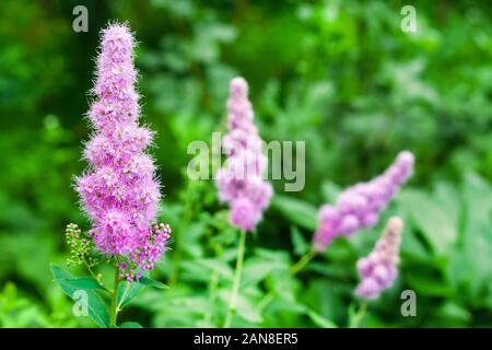 Primo piano della fioritura willow-herb (Spiraea salicifolia) nel giardino Foto Stock