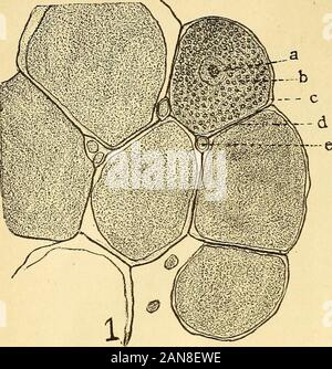 Il mensile americano microscopiche ufficiale . s. Gli ordini per le diapositive pubblicizzati da A. J. Doherty in riviste da gennaio ad aprile 1887, può essere sentthrough P.O. Box 630, Washington, D. C. un paio di copie di Leidys Fresh-Water Rhizopods, del Nord America, può ancora essere avuto a soli 5 dollari 00 per copia.-PO. Box 630, Washington, D. C. • , , t-. r rimesse dovrebbe essere rKade tramite vaglia postale, vaglia, o mediante il denaro inviato in lettere registrati. Draftsshould essere intestato a Washington, New York, Boston, Filadelfia o. Il primo volume, 1880, è interamente fuori stampa. I volumi successivi sarà b Foto Stock