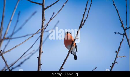 Wild Bird arancione nella struttura ad albero. Ciuffolotto Foto Stock