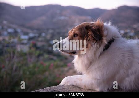 Il cane pastore greco è giacente all'aperto godendo la vista durante il Sunrise, Kea Island, Grecia Foto Stock