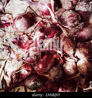 Raccolto fresco di appena prelevato la cipolla rossa delle lampadine, vista da sopra Foto Stock