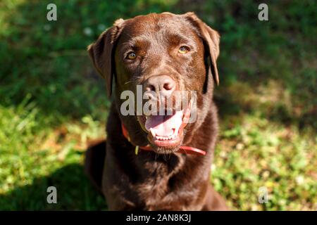 Bel giovane cioccolato labrador retriever close-up verticale nella soleggiata giornata all'aperto Foto Stock