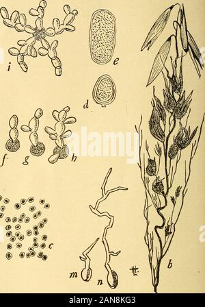 Il mensile americano microscopiche ufficiale . J. Doherty in riviste da gennaio ad aprile 1887, può essere sentthrough il Business Manager, P O. Box 630, Washington, D. C. un paio di copie di Leidys Fresh-Water Rhizopods, del Nord America, può ancora essere avuto a $5.00 per copia.-PO. Box 630, Washington, D. C. rimesse dovrebbe essere fatto mediante vaglia postale, vaglia, o mediante il denaro inviato in lettere registrati. Draftsshould essere intestato a Washington, New York, Boston, Filadelfia, all'ordine del Manager. Il primo volume, 1880, è interamente fuori stampa. I successivi volumi saranno inviati da Foto Stock