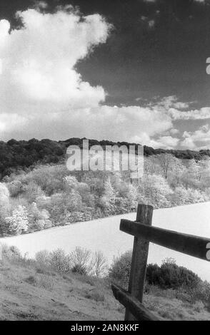 Vecchio Winchester Hill, Hampshire, Inghilterra, Regno Unito. In bianco e nero a raggi infrarossi filmstock, con la sua caratteristica prominente struttura della grana, ad alto contrasto e incandescente fogliame lucido. Foto Stock