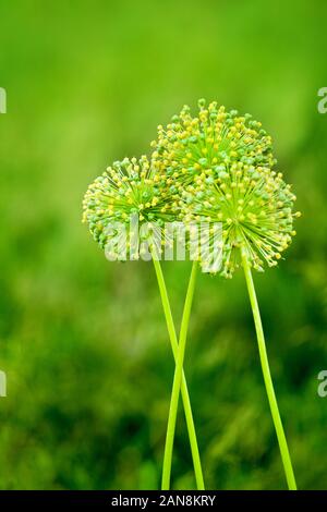 Stella verde porro a sfera, giardino porro, Allium cristophii, allium giganteum piante ornamentali, grande rotonda gialla fiore fiori close up, persiano star onion Foto Stock