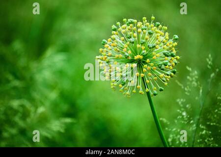 Allium cristophii, allium giganteum piante ornamentali, una grande rotonda gialla fiori vicino sul prato verde sfondo sfocato, tarassaco bloom Foto Stock