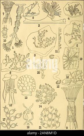 Il mensile americano microscopiche ufficiale . s pubblicizzati da A. J. Doherty in riviste da gennaio ad aprile 1887, può essere sentthrough il Business Manager, P. O. Box 630, Washington, D. C. un paio di copie di Leidys Fresh-Water Rhizopods, del Nord America, può ancora essere avuto a soli 5 dollari 00 per copia.-PO. Box 630, Washington, D. C. rimesse dovrebbe essere rEade tramite vaglia postale, vaglia, o mediante il denaro inviato in lettere registrati. Draftsshould essere intestato a Washington, New York, Boston, Filadelfia, all'ordine del Manager. Il primo volume, ho88o, è interamente fuori stampa. Il successo vol Foto Stock