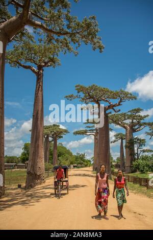 Vicolo di baobab vicino a Morondava, Madagascar Foto Stock