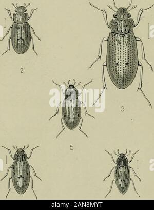 I coleotteri del British islandsA descrittivo per conto delle famiglie, generi e specie indigene in Gran Bretagna e in Irlanda, con note come per le località, habitat, etc . Foto Stock